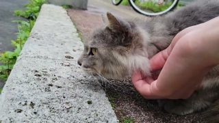 【シマ唄動画紹介】奄美民謡を聴く猫