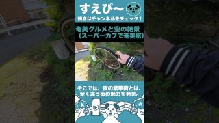 【奄美居酒屋動画紹介】【奄美バイク旅】スーパーカブに乗って、奄美の絶景を見に行く（笠利崎灯台）