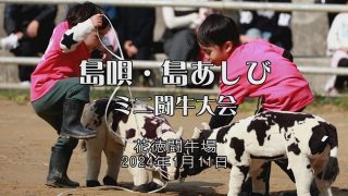【シマ唄動画紹介】島唄・島あしび　ミニ闘牛大会