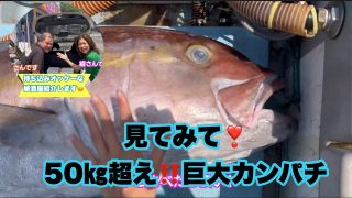 【奄美居酒屋動画紹介】奄美大島で釣れた巨大カンパチ捌きます‼️居酒屋纏（まとい）