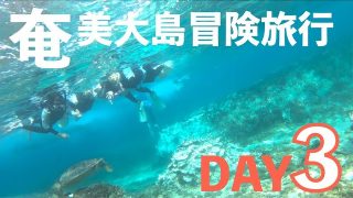 【シマ唄動画紹介】ウミガメに大接近！奄美大島冒険旅行